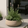 Eileen Clay Washed 1 Eileen Clay Washed -Pflanzen Blumentopf Geschäft 20250423 1300 PflanzschaleaufTerrasse remix 01jsh4te69ew6sqsdzq8kcvdgz