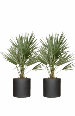 2x Chamaerops Humilis - Zwergpalme Ø:15 H:50 Cm
