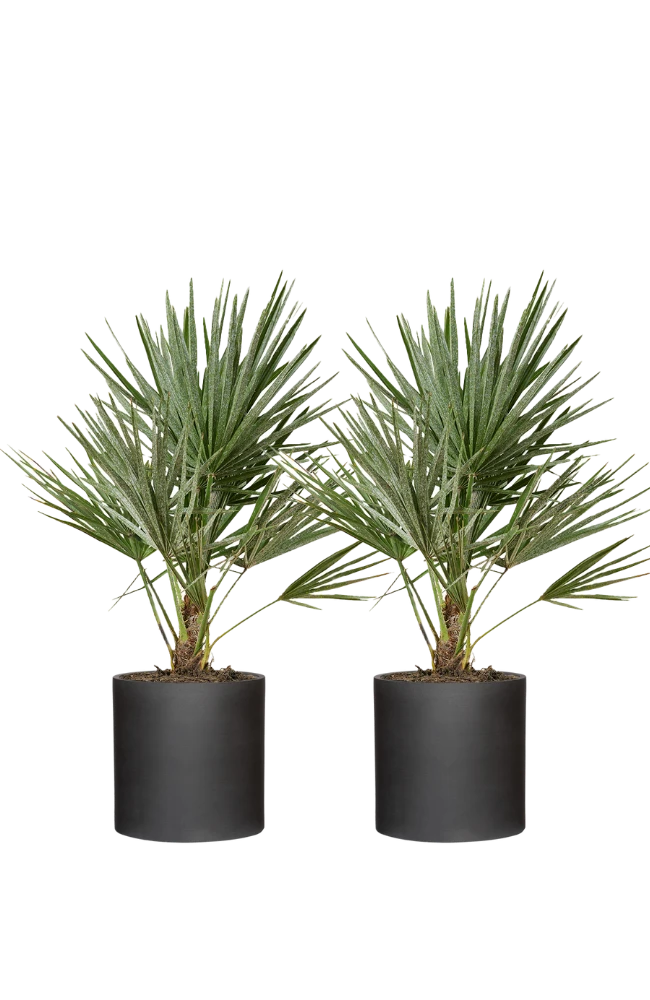 2x Chamaerops Humilis - Zwergpalme Ø:15 H:50 Cm 3 2x Chamaerops Humilis - Zwergpalme Ø:15 H:50 Cm