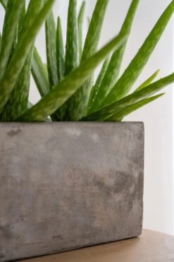 Alice - Concrete -Pflanzen Blumentopf Geschäft Alice3