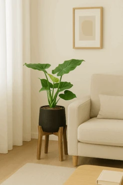 Alocasia Cucullata Ø:17 H:70 Cm