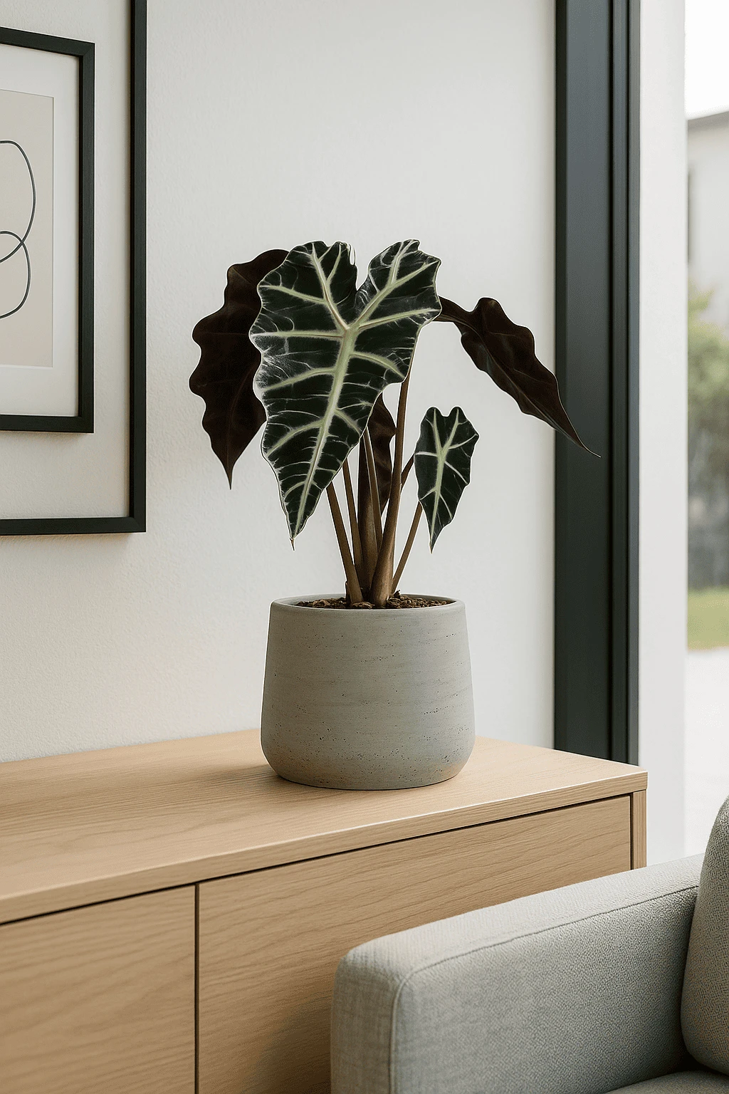 Alocasia Polly Ø:12 H:40 Cm 3 Alocasia Polly Ø:12 H:40 Cm