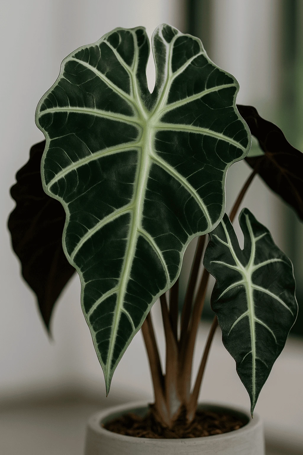 Alocasia Polly Ø:12 H:40 Cm 4 Alocasia Polly Ø:12 H:40 Cm – Bild 2