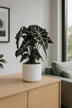 Alocasia Polly Ø:17 H:45 Cm