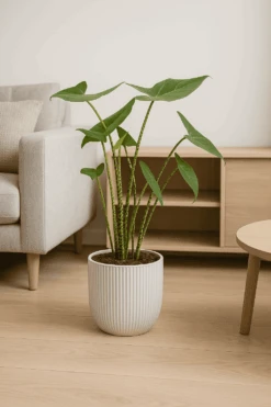 Alocasia Zebrina Ø:17 H:70 Cm