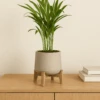 Areca - Goldfruchtpalme Ø:12 H:40 Cm