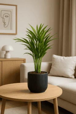 Areca - Goldfruchtpalme Ø:14 H:50 Cm