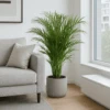Areca - Goldfruchtpalme Ø:24 H:120 Cm 1 Areca - Goldfruchtpalme Ø:24 H:120 Cm -Pflanzen Blumentopf Geschäft Areca Goldfruchtpalme24 120