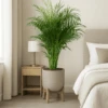 Areca - Goldfruchtpalme Ø:27 H:160 Cm 2 Areca - Goldfruchtpalme Ø:27 H:160 Cm -Pflanzen Blumentopf Geschäft Areca Goldfruchtpalme27 160cm