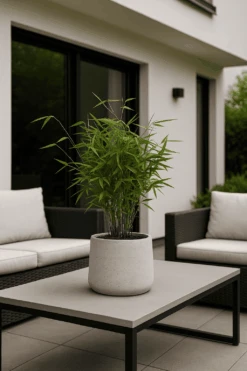 Bambus - Fargesia Formidable Ø:17 H:40 Cm