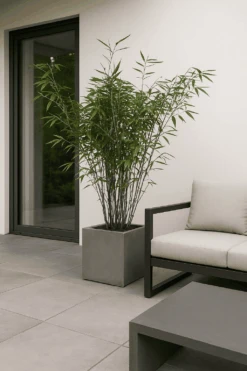 Bambus - Fargesia Rufa Ø:23 H:110 Cm