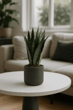 Bogenhanf - Sansevieria Black Coral Ø:12 H:35 Cm