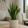 Bogenhanf - Sansevieria Zeylanica Ø:17 H:60 Cm 1 Bogenhanf - Sansevieria Zeylanica Ø:17 H:60 Cm -Pflanzen Blumentopf Geschäft Bogenhanf Sansevieriazeylanica17 60cm