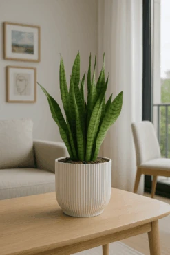 Bogenhanf - Sansevieria Zeylanica Ø:17 H:60 Cm