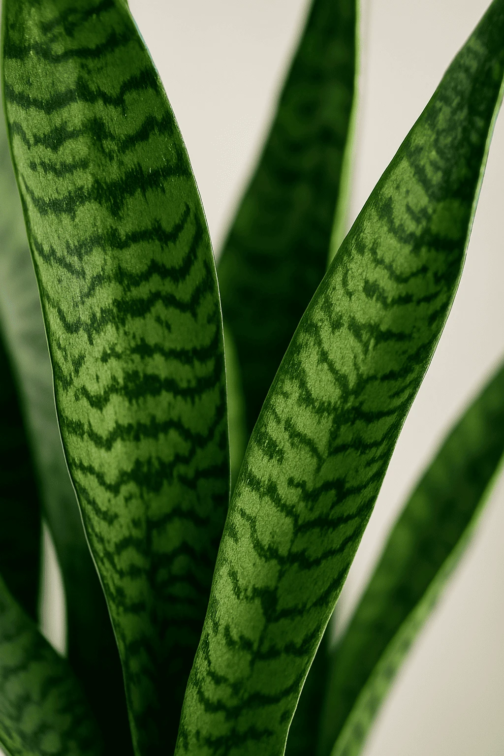 Bogenhanf - Sansevieria Zeylanica Ø:17 H:60 Cm 4 Bogenhanf - Sansevieria Zeylanica Ø:17 H:60 Cm – Bild 2