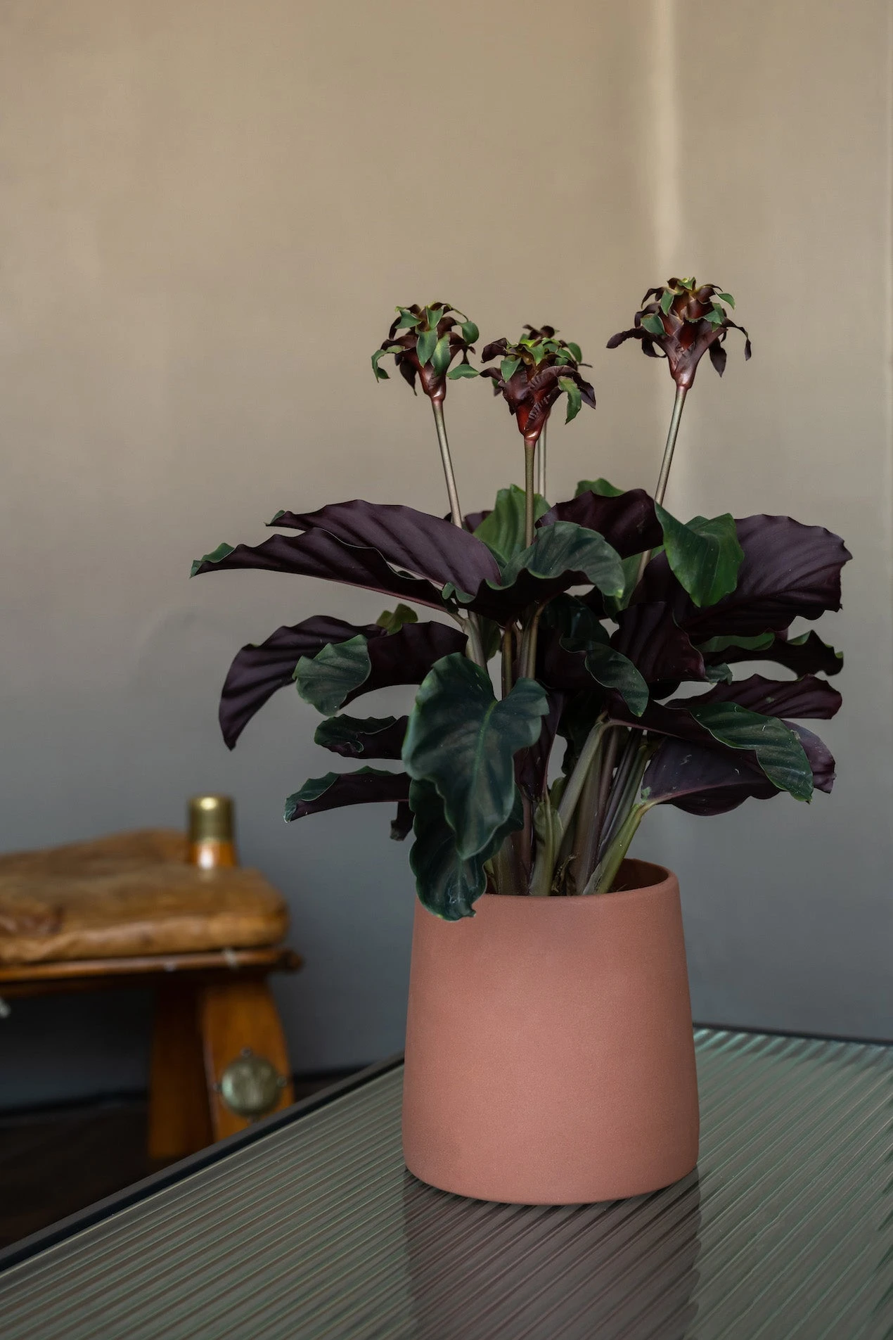 Sofia Braun 3 Sofia Braun