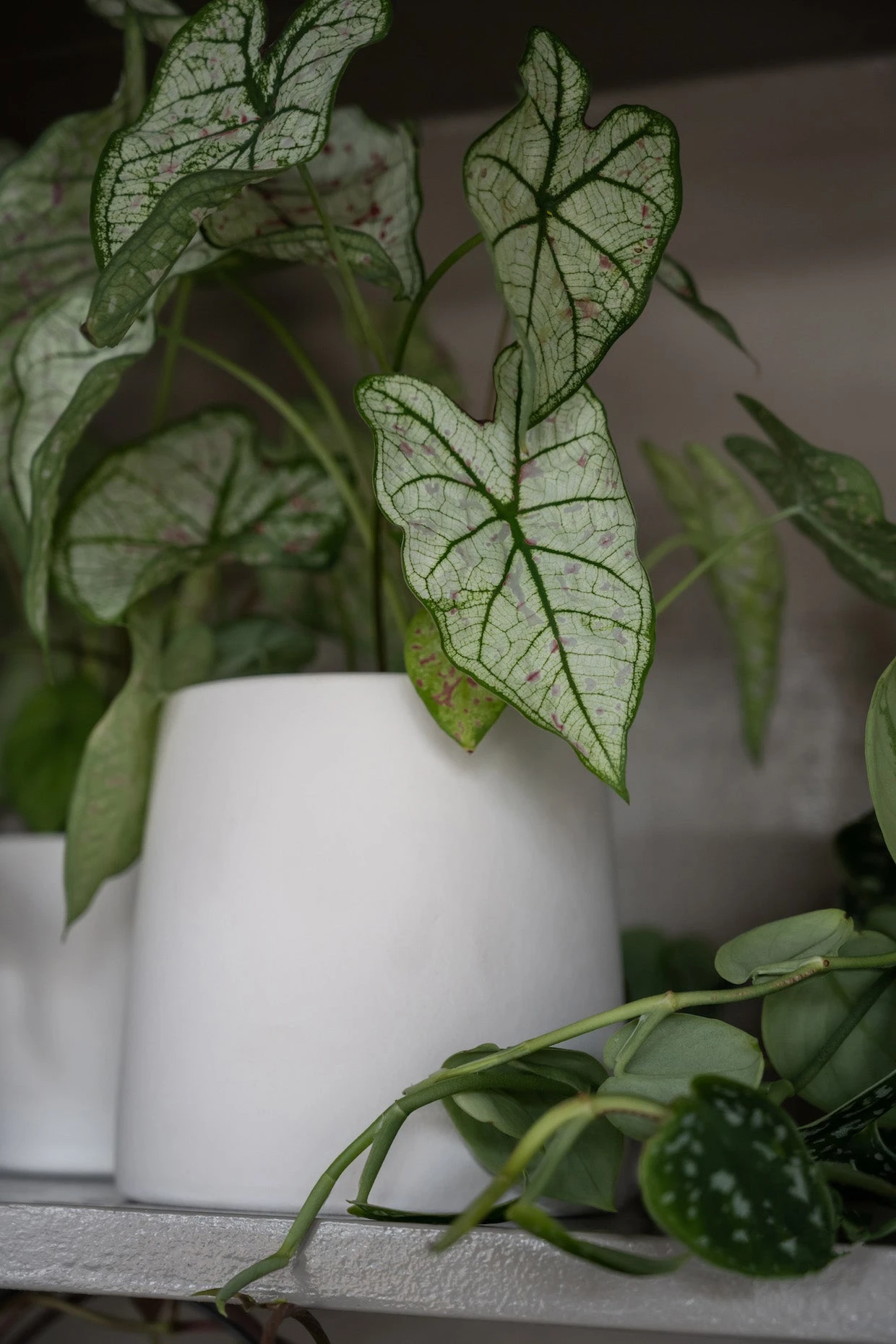 Sofia Natur Weiß 4 Sofia Natur Weiß – Bild 2