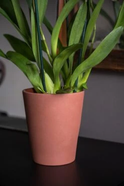 Rosa Braun 6 Rosa Braun -Pflanzen Blumentopf Geschäft C2213 16 CP 5