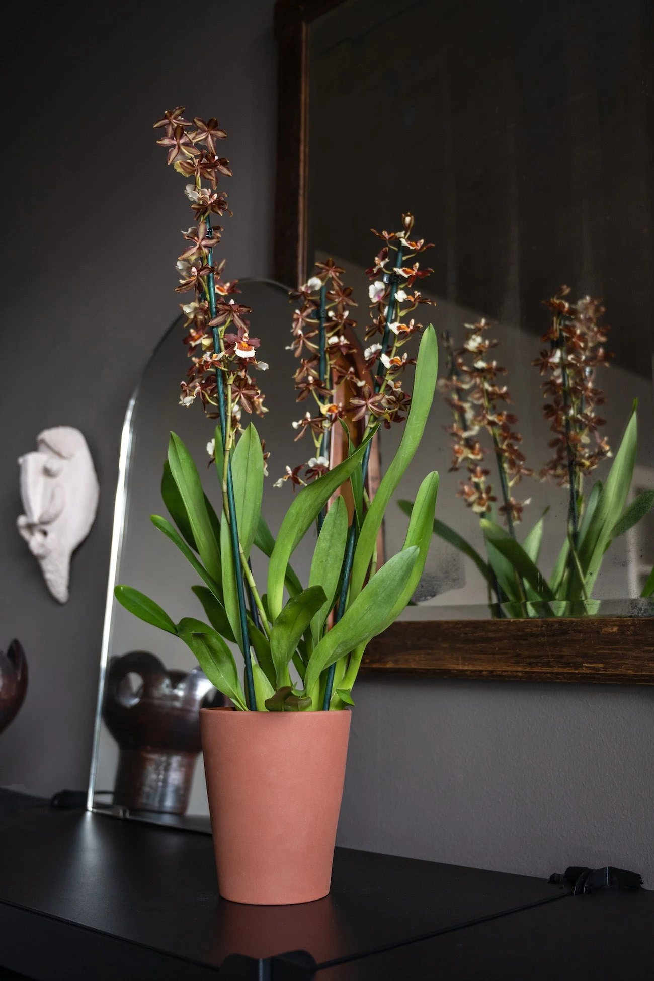 Rosa Braun 3 Rosa Braun