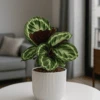 Calathea Medallion - Korbmarante Ø:14 H:40 Cm