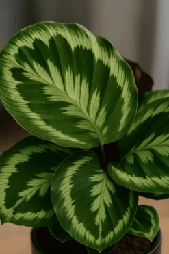 Calathea Medallion - Korbmarante Ø:14 H:40 Cm 6 Calathea Medallion - Korbmarante Ø:14 H:40 Cm -Pflanzen Blumentopf Geschäft CalatheaMedallion Korbmarante14 50cm1