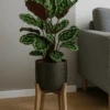 Calathea Medallion - Korbmarante Ø:21 H:70 Cm 1 Calathea Medallion - Korbmarante Ø:21 H:70 Cm -Pflanzen Blumentopf Geschäft CalatheaMedallion Korbmarante21 70cm