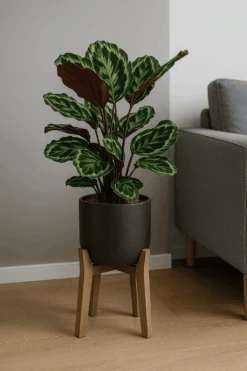Calathea Medallion - Korbmarante Ø:21 H:70 Cm