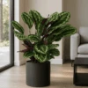 Calathea Medallion - Korbmarante Ø:24 H:70 Cm