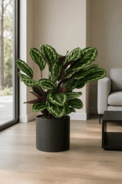 Calathea Medallion - Korbmarante Ø:24 H:70 Cm