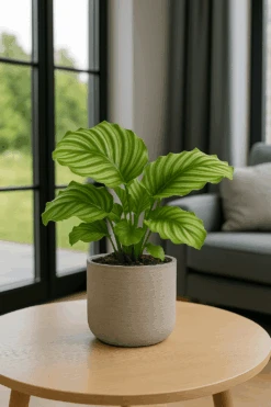 Calathea Orbifolia - Korbmarante Ø:14 H:45 Cm