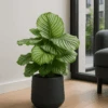 Calathea Orbifolia - Korbmarante Ø:27 H:70 Cm