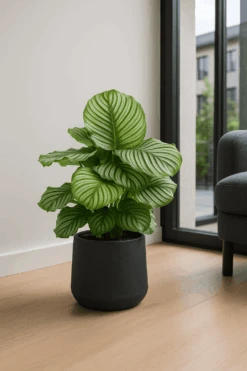 Calathea Orbifolia - Korbmarante Ø:27 H:70 Cm