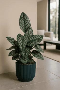 Calathea Ornata - Korbmarante Ø:19 H:80 Cm