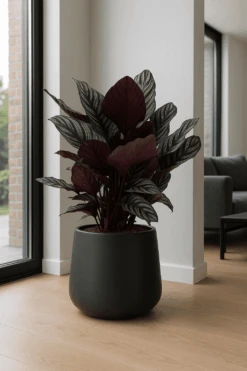 Calathea Ornata - Korbmarante Ø:27 H:80 Cm