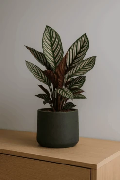 Calathea Ornata Sanderiana - Korbmarante Ø:14 H:40 Cm