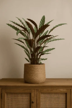 Calathea Rufibarba - Korbmarante Ø:17 H:55 Cm