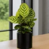Calathea Makoyana - Korbmarante Ø:14 H:45 Cm
