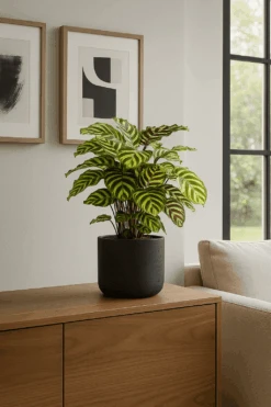 Calathea Makoyana - Korbmarante Ø:17 H:65 Cm