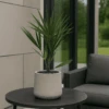 Chamaerops Humilis - Zwergpalme Ø:15 H:50 Cm