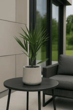 Chamaerops Humilis - Zwergpalme Ø:15 H:50 Cm