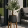 Chamaerops Humilis - Zwergpalme Ø:19 H:65 Cm -Pflanzen Blumentopf Geschäft ChamaeropsHumilis Zwergpalme19 65cm
