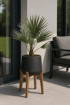 Chamaerops Humilis - Zwergpalme Ø:19 H:65 Cm