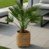 Chamaerops Humilis - Zwergpalme Ø:24 H:100 Cm