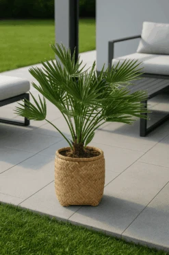 Chamaerops Humilis - Zwergpalme Ø:24 H:100 Cm