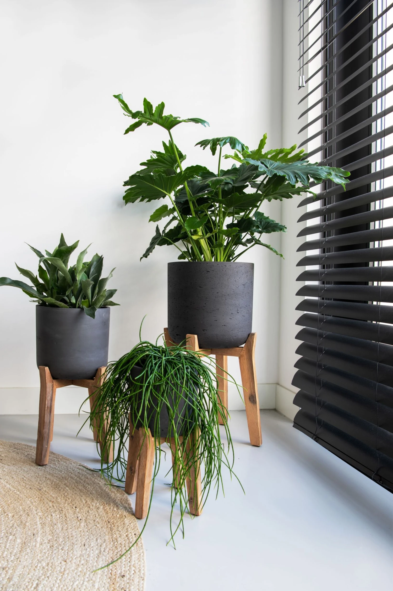 Charlie Black Washed Feet High 3 Charlie Black Washed Feet High