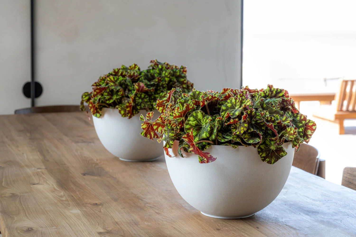 Peter Natur Weiß 4 Peter Natur Weiß – Bild 2