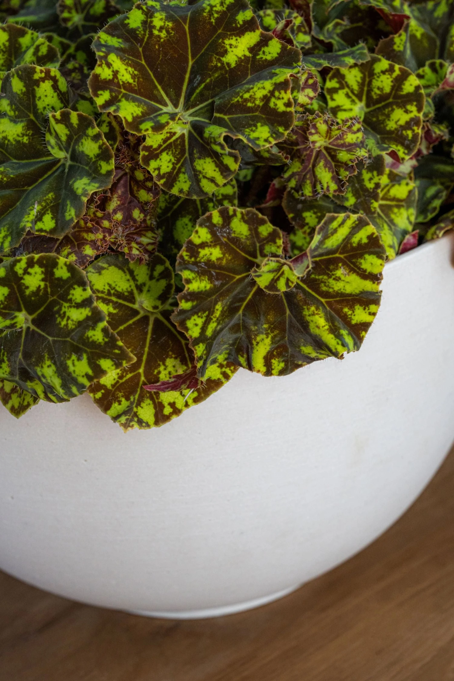 Peter Natur Weiß 5 Peter Natur Weiß – Bild 3