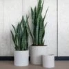 Sansevieria Künstlich H: 70cm -Pflanzen Blumentopf Geschäft D1033 15 64 D1033 20 64 D1033 25 64 3 1 e59d9c7a a809 496d 8659 ed14e53e22f3