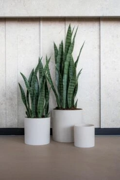 Sansevieria Künstlich H: 70cm