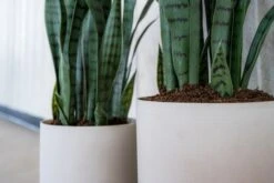 Sansevieria Künstlich H: 70cm -Pflanzen Blumentopf Geschäft D1033 20 64 D1033 25 64 1 d9feb6fd 56fb 4beb bf7c d034a11affb8